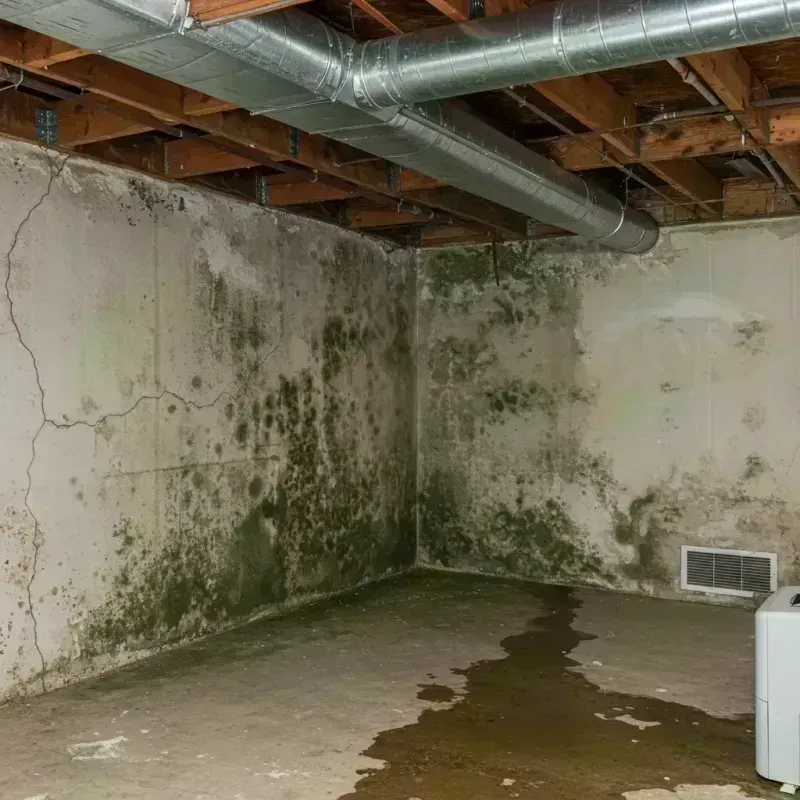 Professional Mold Removal in Ottawa, IL